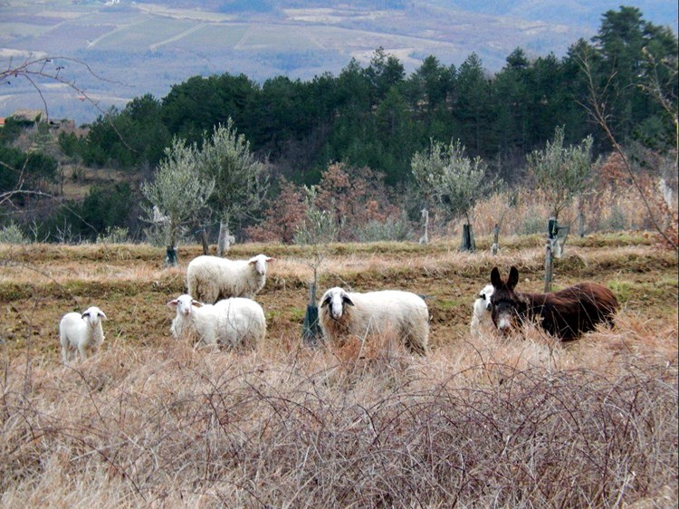 Ovce na slobodnoj ispaši pravile štetu
