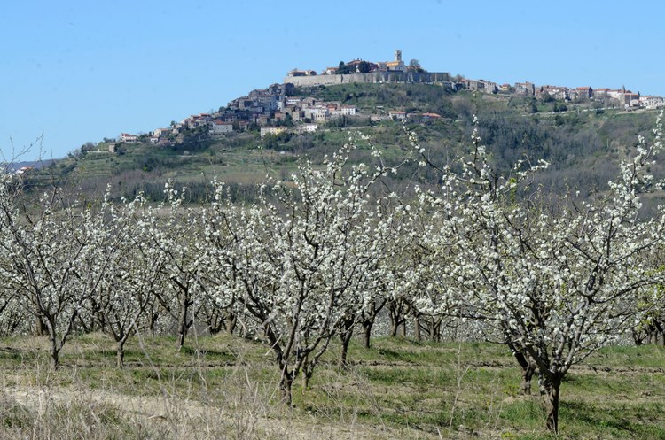 (D. ŠTIFANIĆ)