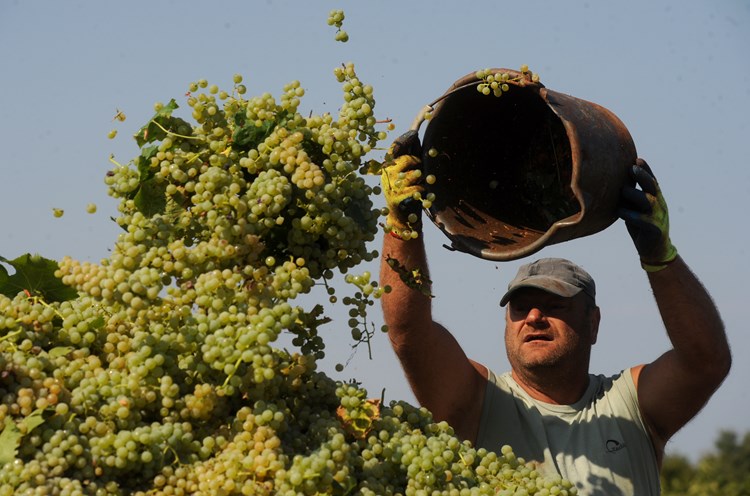 U Agrolaguninim vinogradima ubrat će se pet milijuna kilograma grožđa (M. MIJOŠEK)