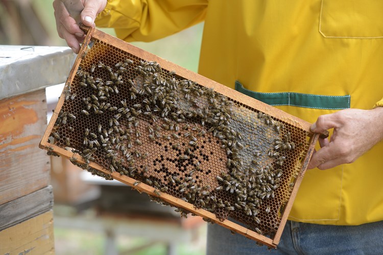 Udruga pčelara Pula okuplja pčelare južne Istre (Arhiva)