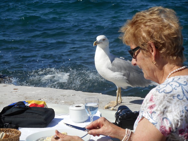 Ptice ne prezaju ručati s turistima