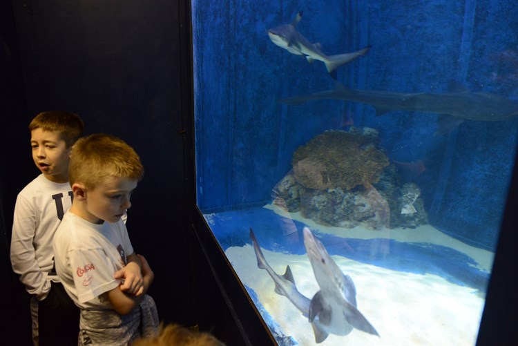 Dani otvorenih vrata pulskog Aquariuma (M. ANGELINI)