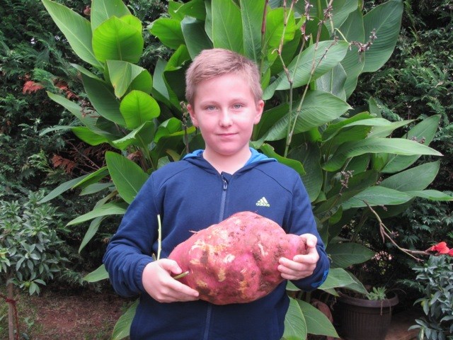 Daniel je ponosan na uzgojeni mega batat (B. PETROVIĆ)