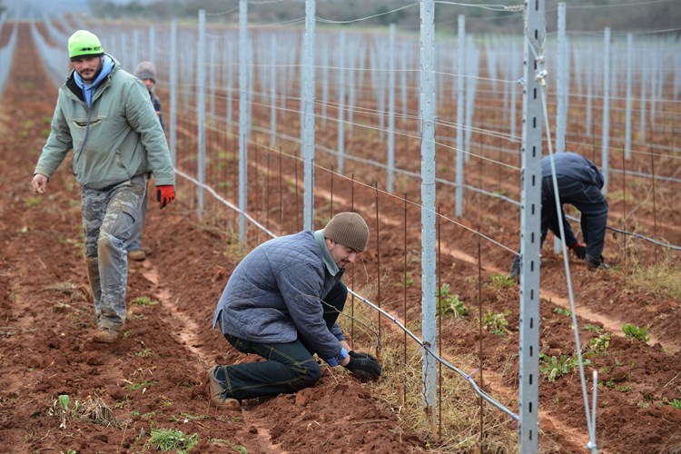 Za krčenje i novu sadnju samo jednog hektara vinograda investicija iznosi 170.000 kuna (M. MIJOŠEK)