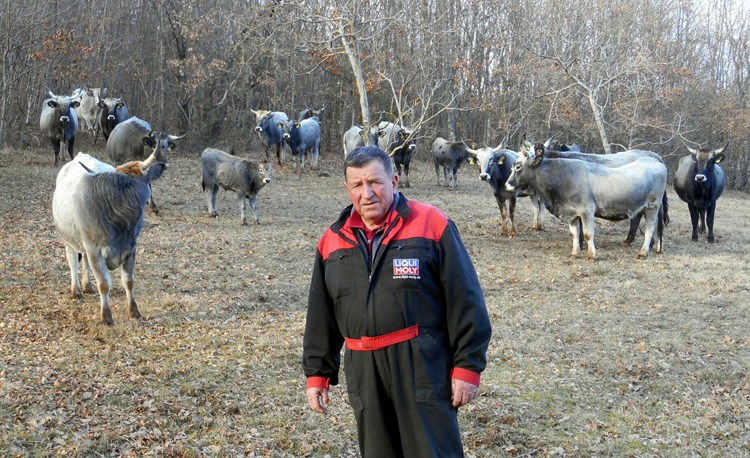 Romano Pužar sa svojim stadom istarskog goveda (A. DAGOSTIN)