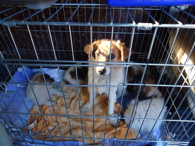 Volonteri udruge "Snoopy" nedavno su udomili i 40-ak zlostavljanih pasa iz romskih naselja u Međimurju