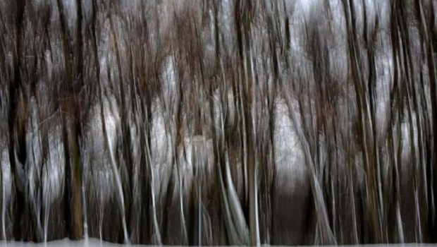 Iz serije art fotografije "Šuma"