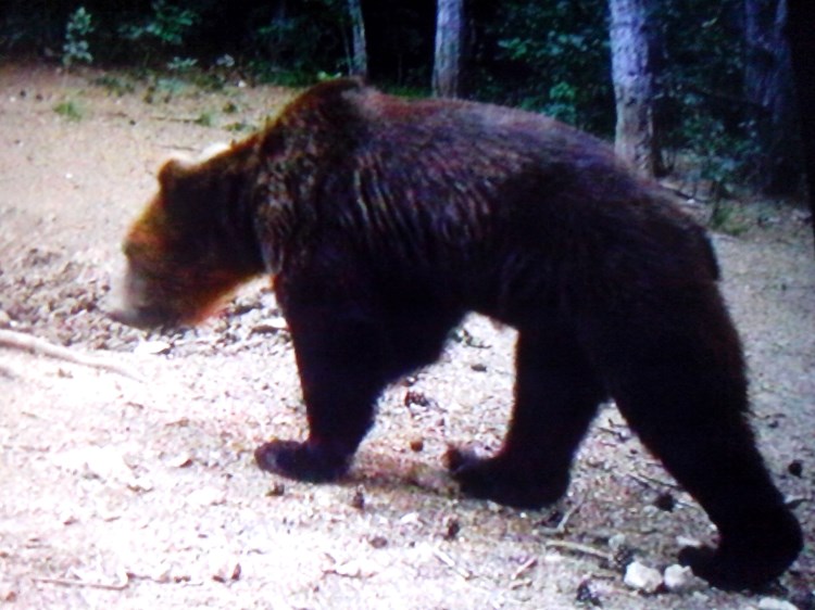 Medvjed snimljen foto kamerom postavljenom kod hranilišta 