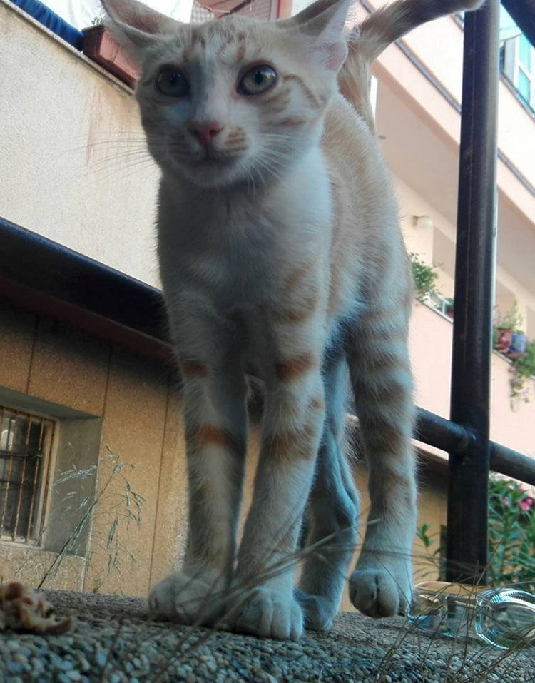 Preslatka maca, stara oko tri mjeseca, živi trenutno na ulici i hitno traži dom (broj telefona za info 098/872 178)