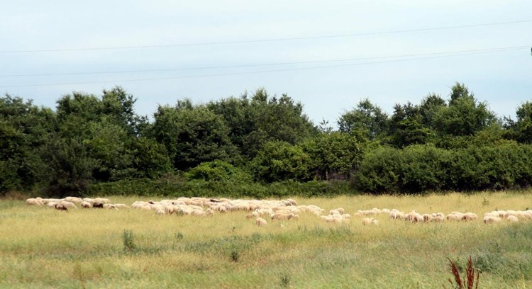 Sukob je izbio zbog dugovanja Isnija Ramadanija Ibrahimu Refikiju za prodane ovce (M. SARDELIN)
