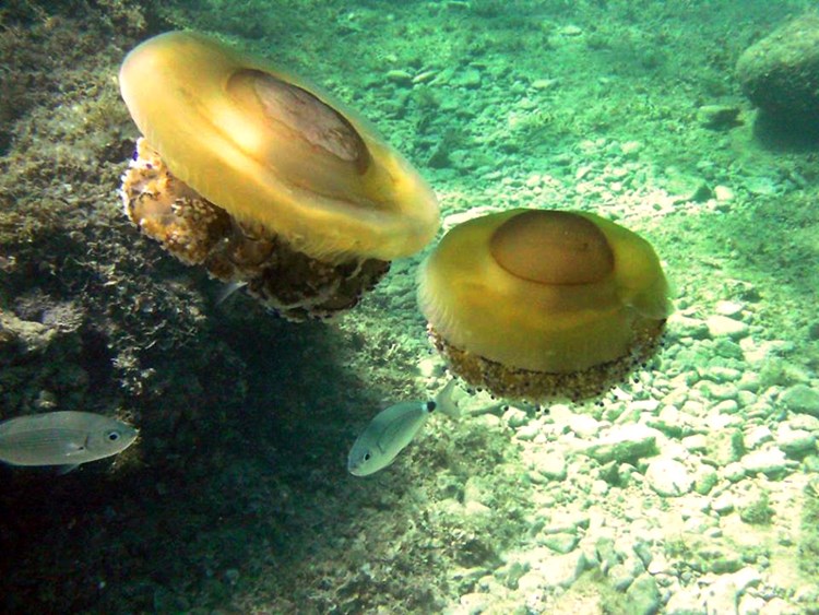 Velike meduze u potpunosti bezopasne  (A. MUSEMIĆ)