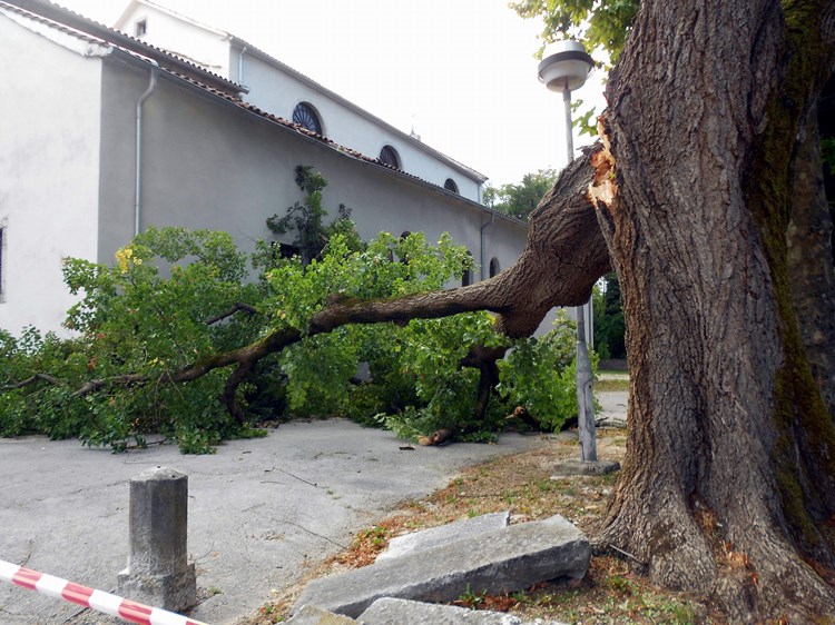 Srušeno stablo ispred pazinske župne crkve (A. DAGOSTIN)