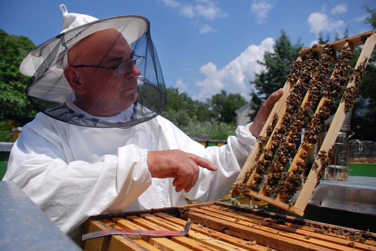 Hrvatski pčelari će na EU-tržištu konkurirati s više od 20 sorti meda (Snimila Jelena PREKALJ/Arhiva)