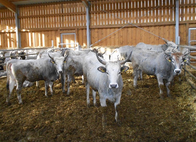 Istarska goveda na farmi na Gortanovom brijegu