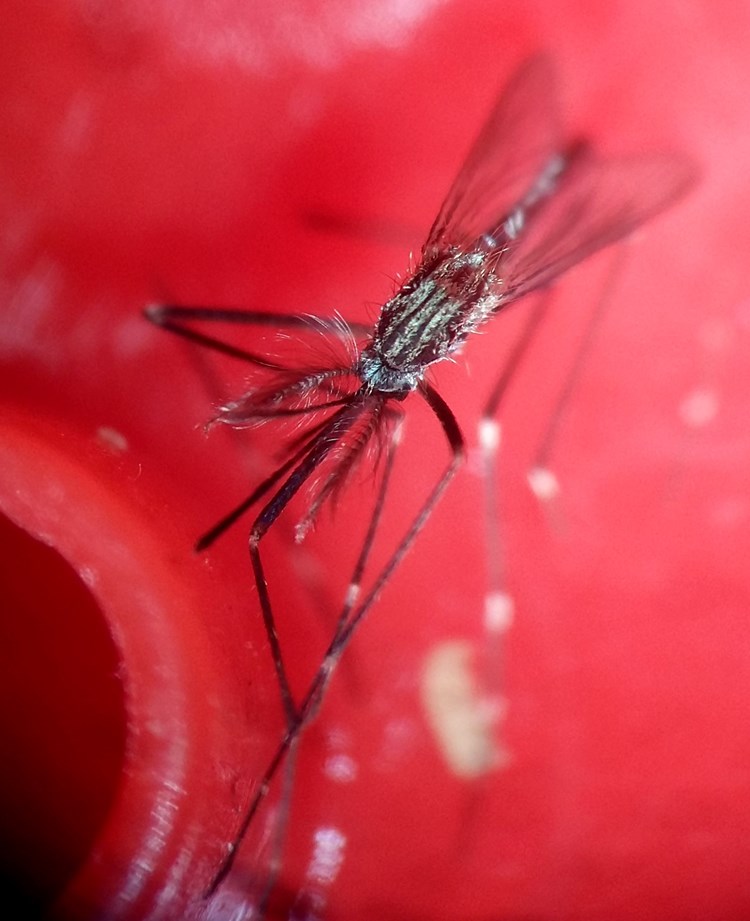 Japanski komarac (Nediljko LANDEKA)