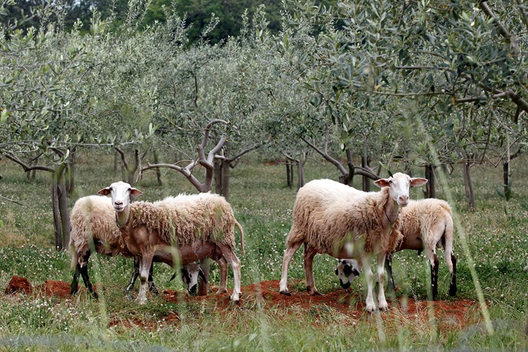 Nije prvi put da ovce brste maslinike (Srećko Niketić / CROPIX)