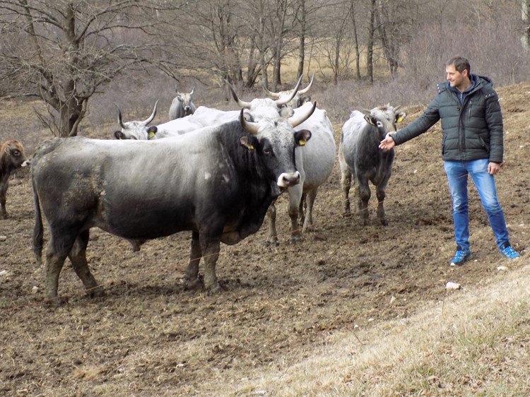 Ivan Mejak iz Podgaća uzgajivač je istarskog goveda