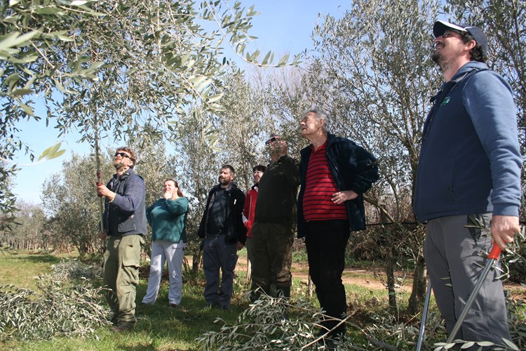 Lađarević i Pastrovicchio demonstriraju rezidbu starih stabala (Z. STRAHINJA)
