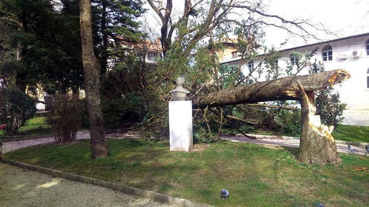 Vjetar srušio bolesno stablo u Parku velikana u Pazinu (Lucijan NADIŠIĆ)