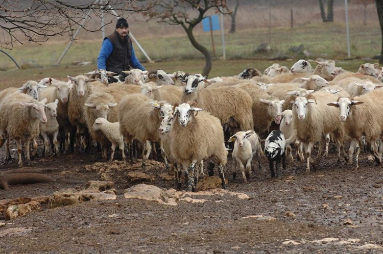 Na Stanciji Špin kod Tara oko 2.000 je ovaca (Milivoj MIJOŠEK)