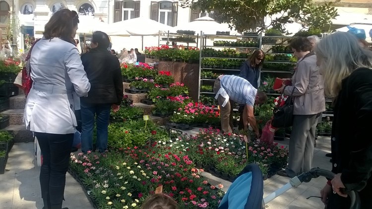 Cvijeće i sadnice na Narodnom trgu kod tržnice (B. P.)