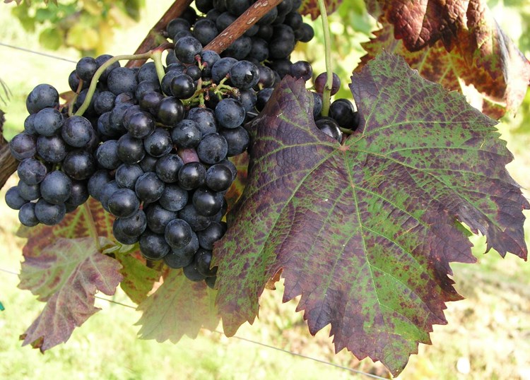 starski vinari jasno poručuju da neće odustati od naziva teran (Arhiva/dr. Edi Maletić)