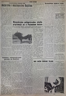 Glas Istre: srijeda, 3. kolovoz 1955. - stranica 3